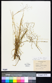 Eragrostis airoides image