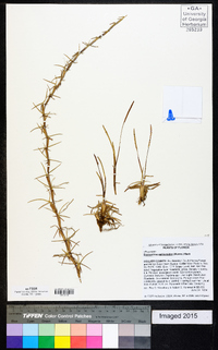 Eremochloa ophiuroides image