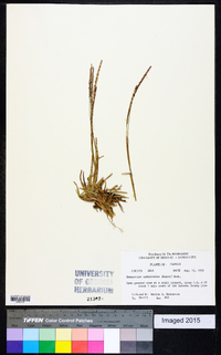 Eremochloa ophiuroides image