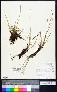 Eremochloa ophiuroides image