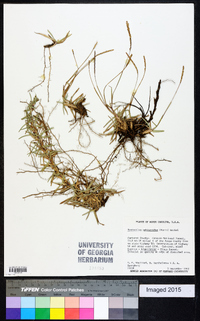 Eremochloa ophiuroides image