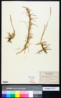 Eremochloa ophiuroides image