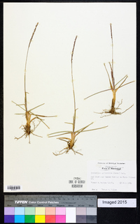 Eremochloa ophiuroides image