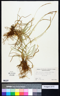 Eremochloa ophiuroides image