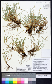 Eremochloa ophiuroides image