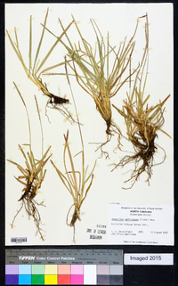 Eremochloa ophiuroides image