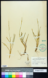 Eremochloa ophiuroides image