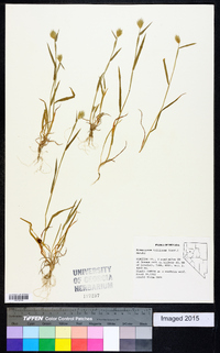 Eremopyrum triticeum image