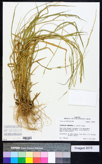 Eriochloa acuminata image