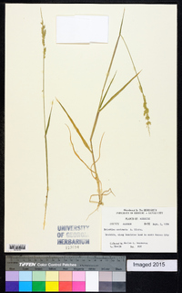 Eriochloa contracta image