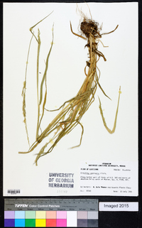 Eriochloa contracta image