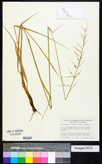 Eriochloa michauxii image