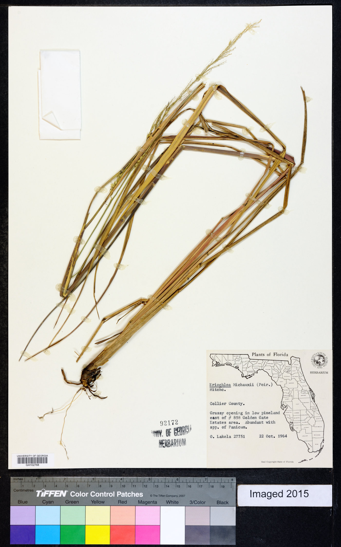 Eriochloa michauxii image