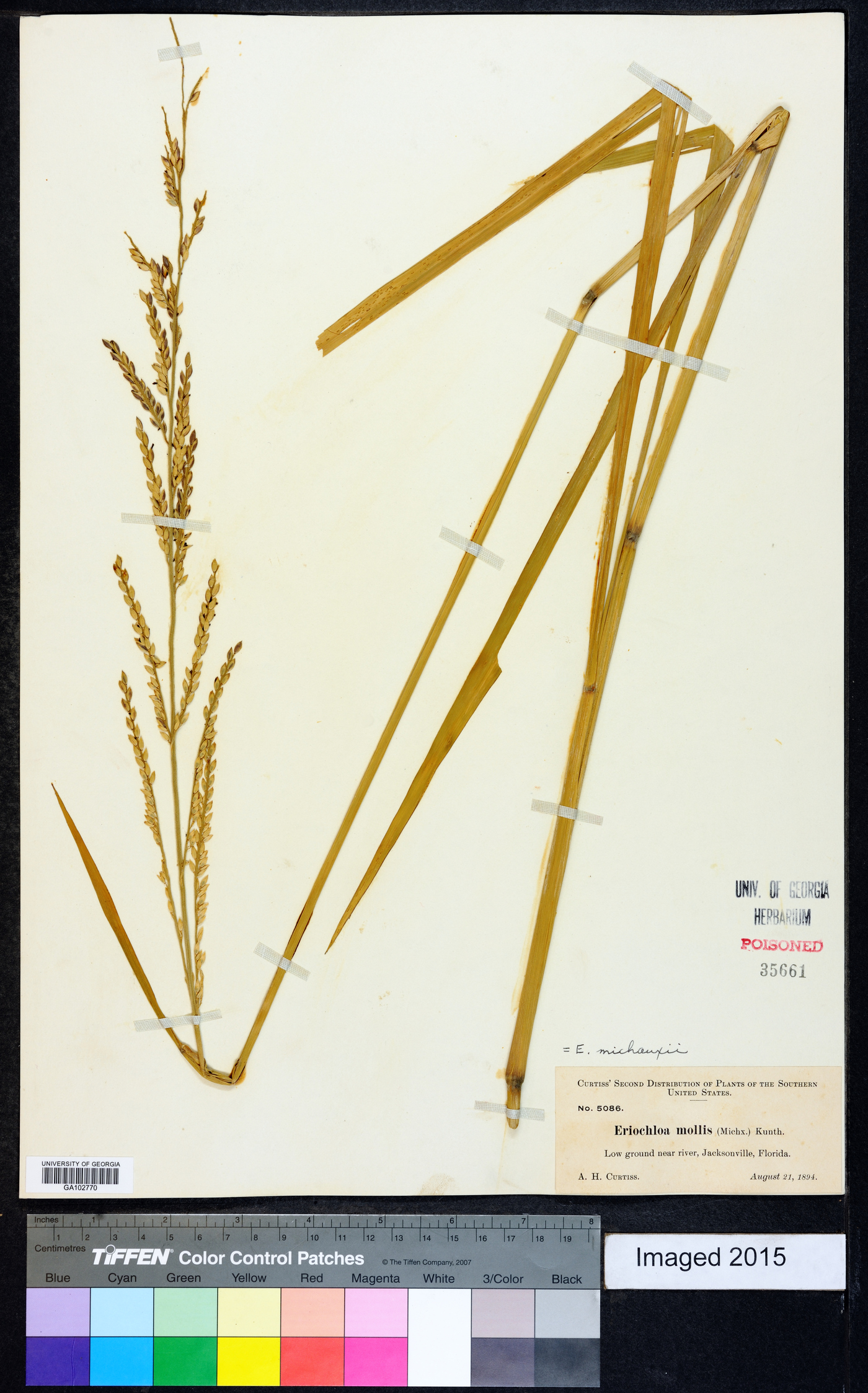 Eriochloa michauxii image