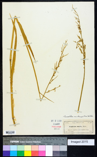 Eriochloa michauxii image