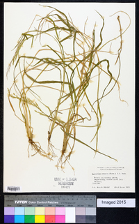 Eriochloa procera image