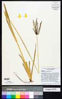 Eustachys glauca image