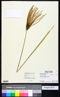 Eustachys glauca image