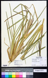 Eustachys glauca image