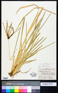 Eustachys glauca image