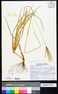 Eustachys petraea image