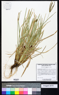 Eustachys petraea image