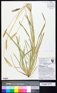 Eustachys petraea image