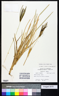 Eustachys petraea image