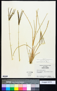 Eustachys petraea image