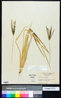 Eustachys petraea image