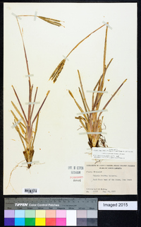 Eustachys petraea image