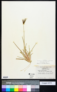 Eustachys petraea image