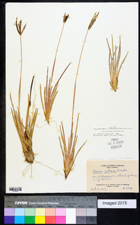 Eustachys petraea image