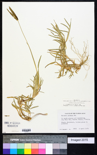 Eustachys petraea image