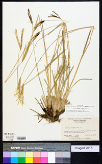 Eustachys petraea image