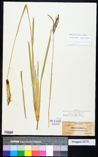 Eustachys petraea image