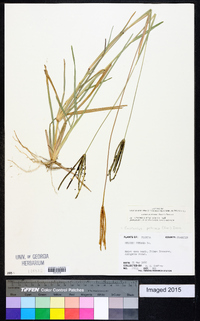 Eustachys petraea image