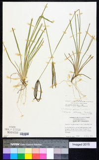 Eustachys petraea image