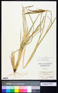 Eustachys petraea image