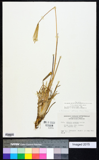 Eustachys petraea image