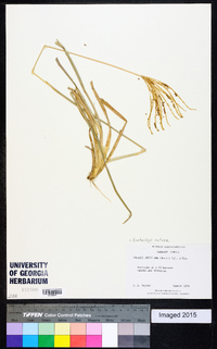 Eustachys retusa image