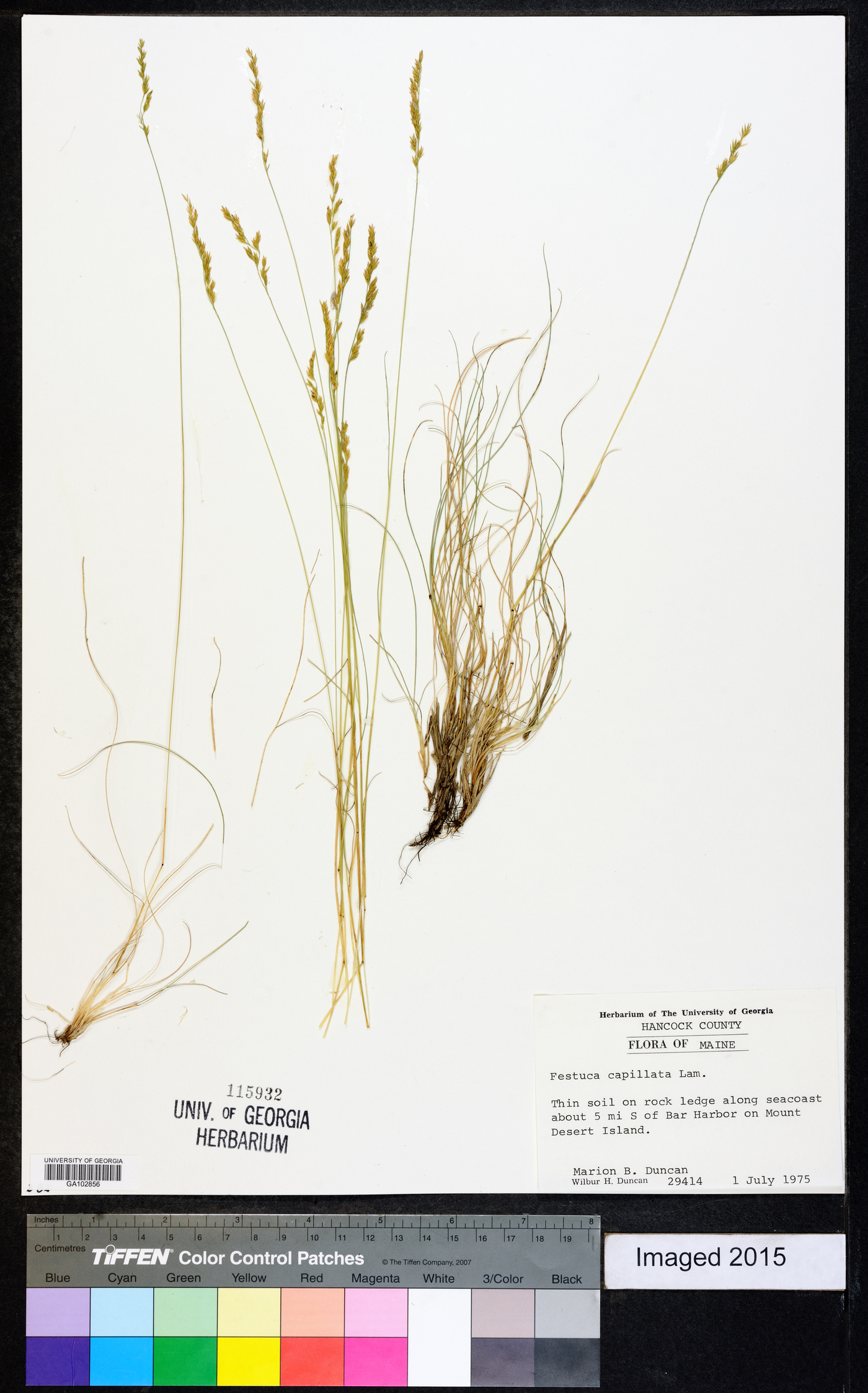 Festuca filiformis image