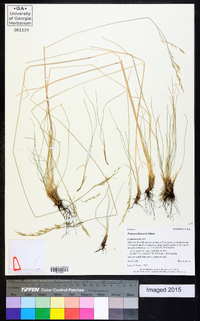 Festuca idahoensis image