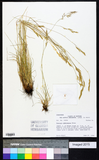 Festuca idahoensis image