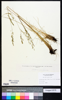 Festuca idahoensis image