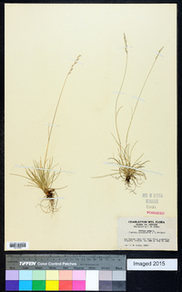 Festuca ovina image