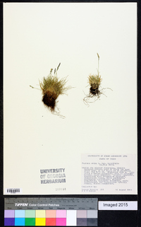 Festuca ovina image