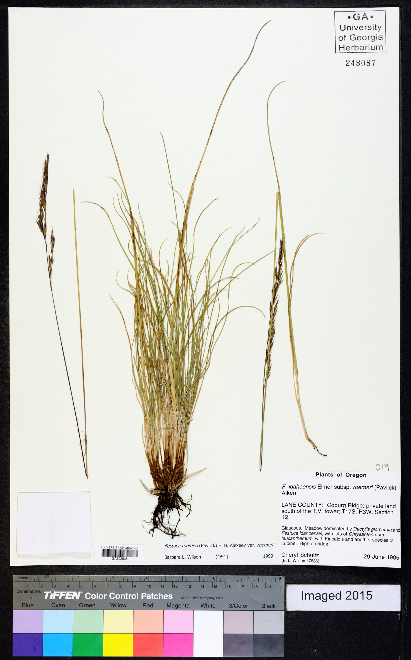 Festuca roemeri image