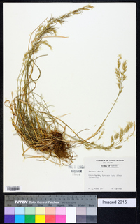 Festuca rubra image