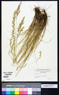 Festuca rubra image